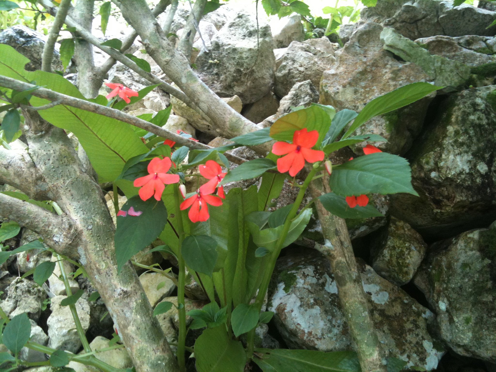 Bright red flowers growing wild