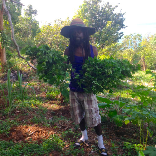 Raphel Blake, owner of Dr Rasta Tea House, holds bunches of plants