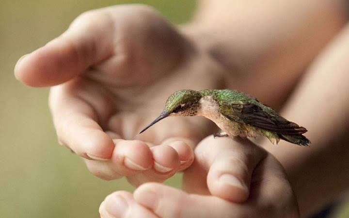 A hummingbird cupped gently in a person's hands