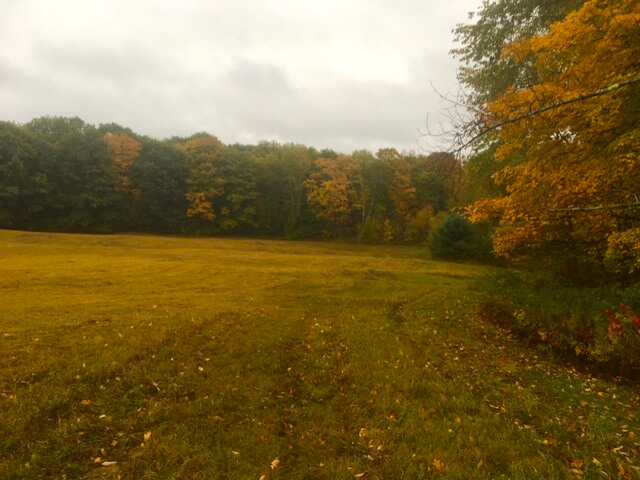 A field surrounded by autumn trees